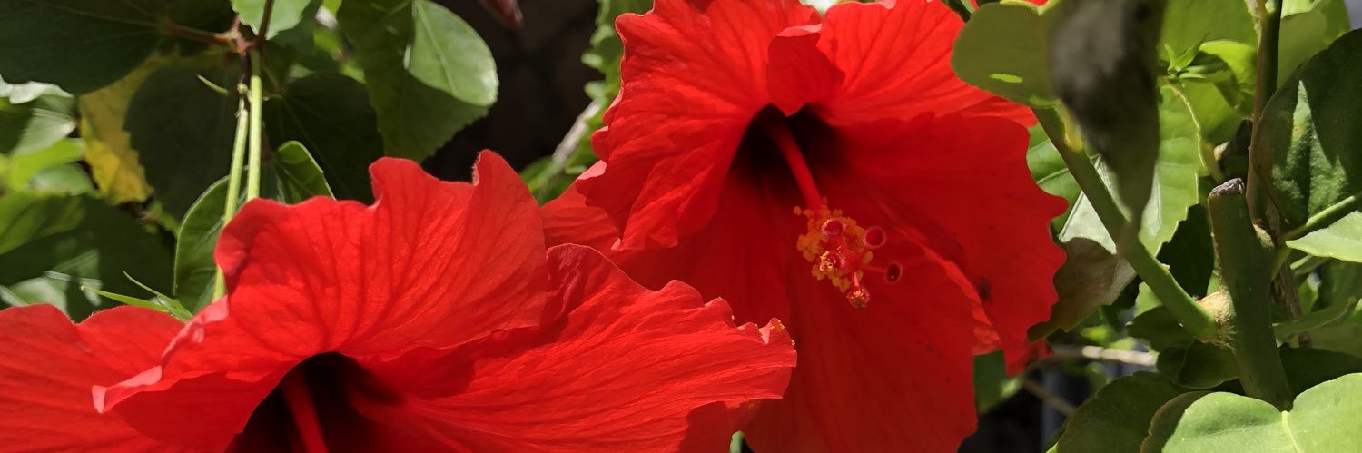 djasell's profile banner image