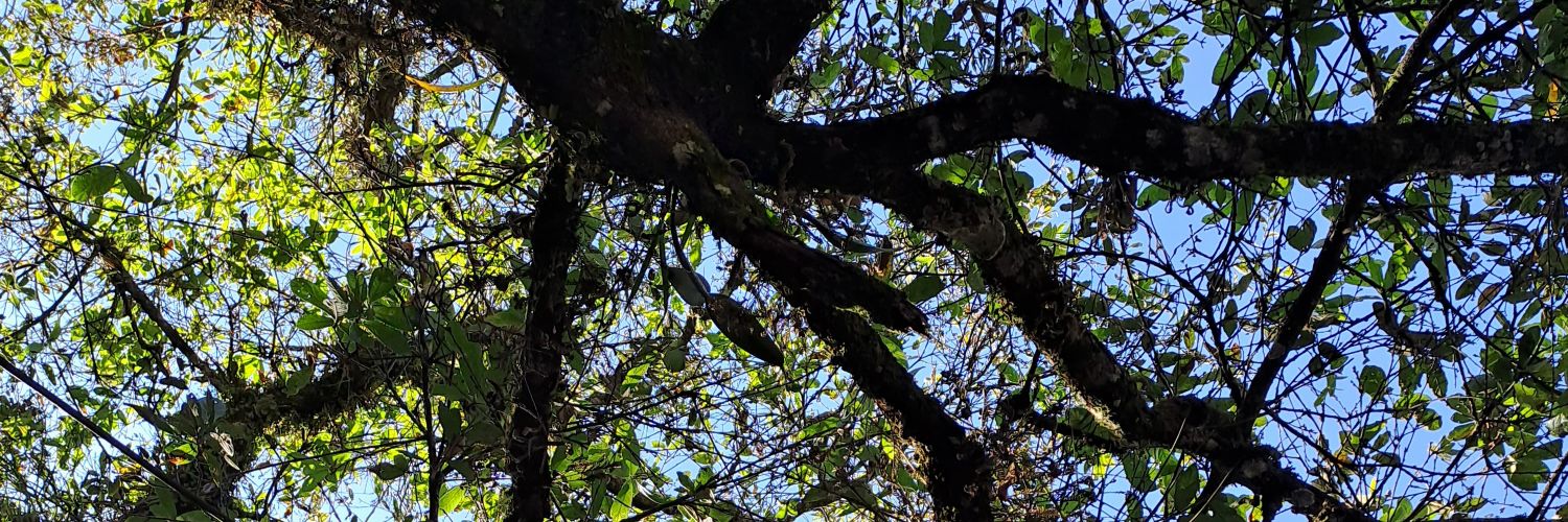 perezse's profile banner image