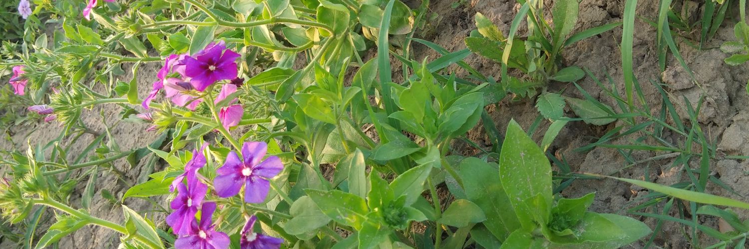 DeepikaTri1994's profile banner image