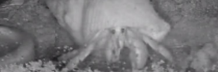 dough flamingo banner