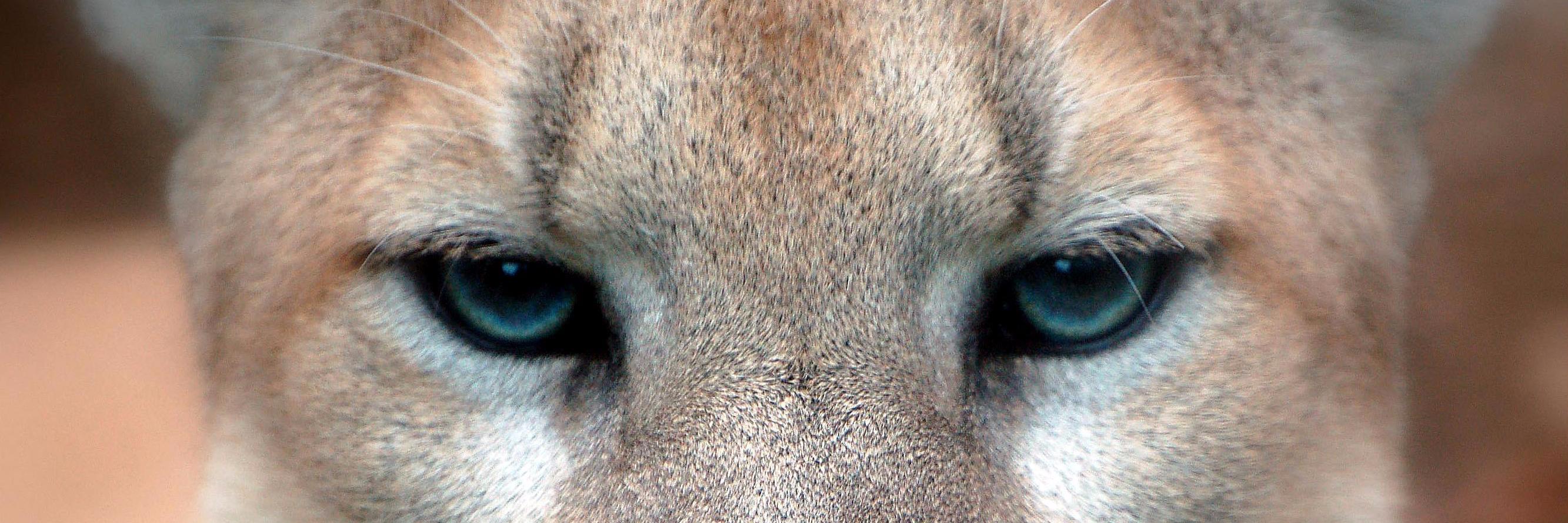 BAHS Leadership banner