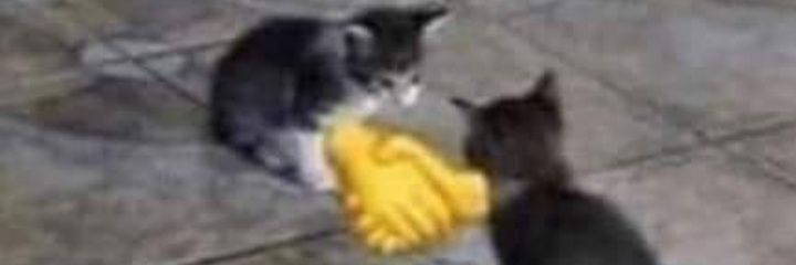 Lil Dill Indahouse banner