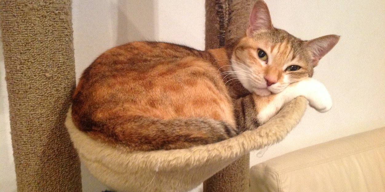 河野智美🐈‍⬛ banner