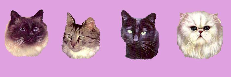 dancingcakeband's profile banner image