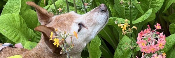 Kermode_Ursus Profile Banner