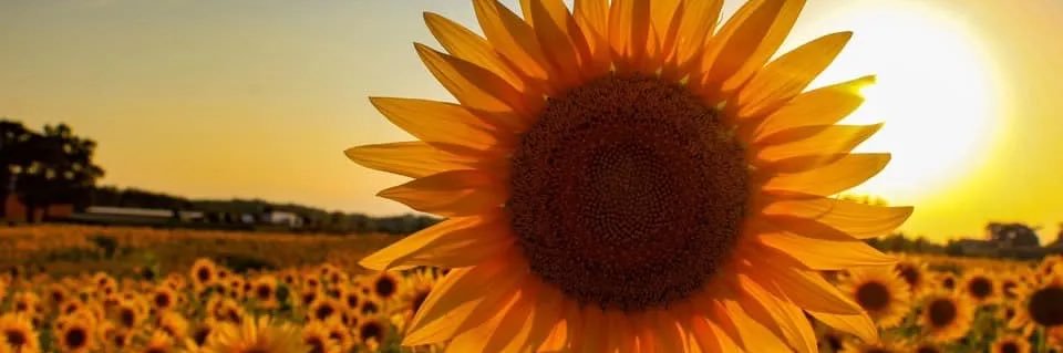 SweeterInTN's profile banner image
