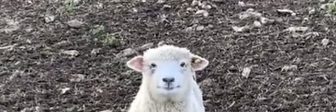PhoebeGracex's profile banner image