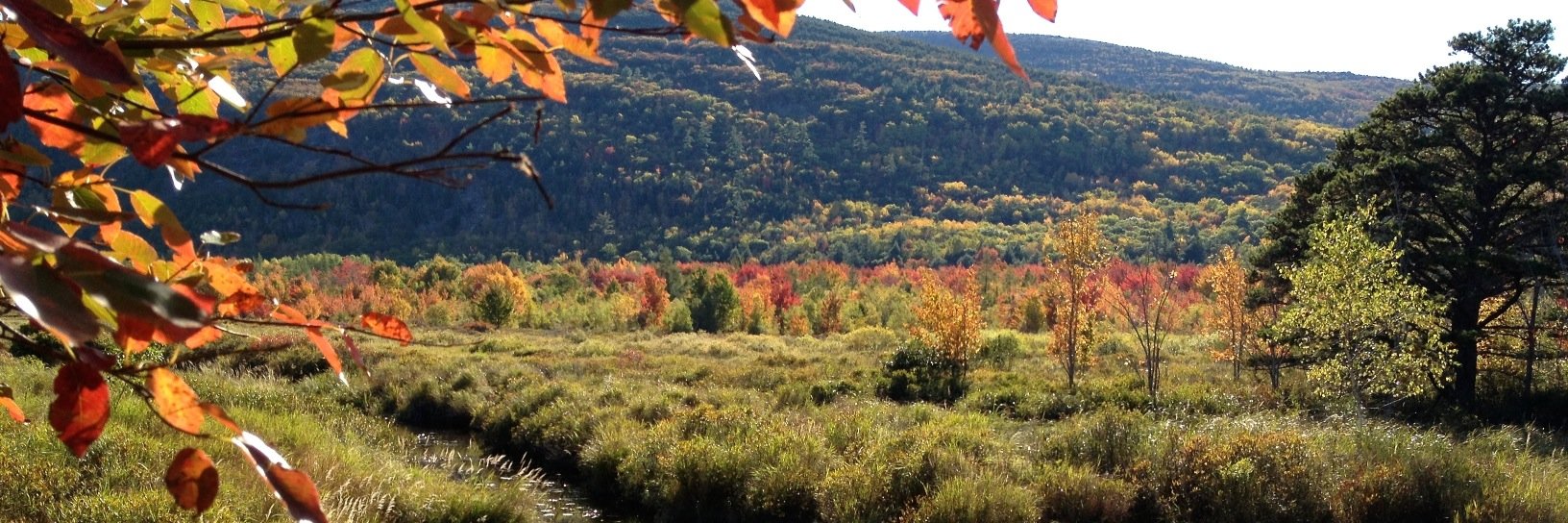 Jessica Sinsheimer banner