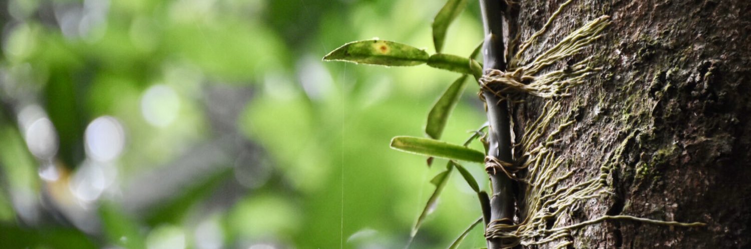 Anush Wijesinha's banner