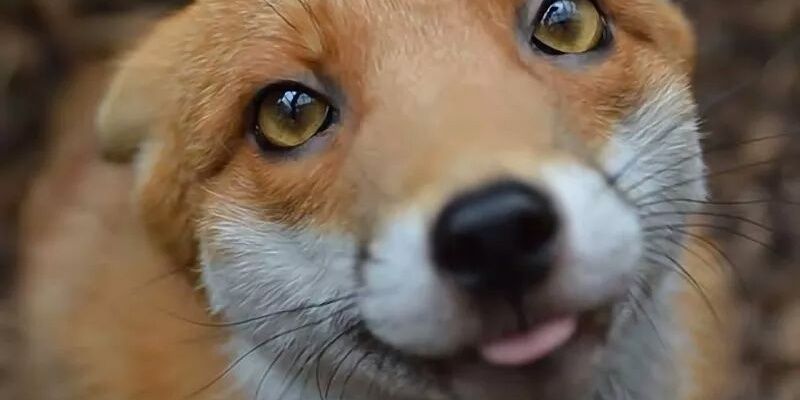 Shelby Herman banner