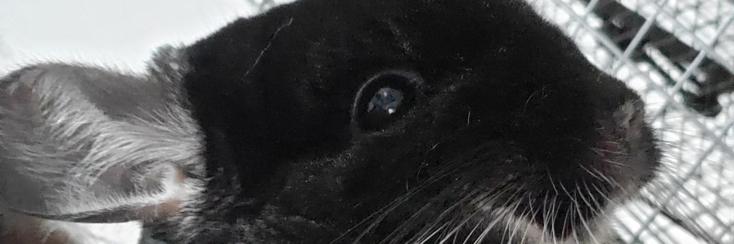 bBgGur's profile banner image