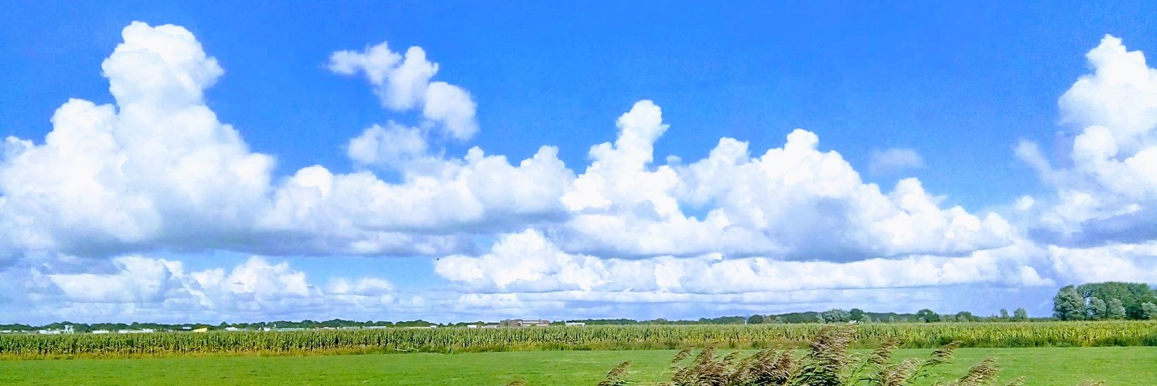 SakeKoops's profile banner image