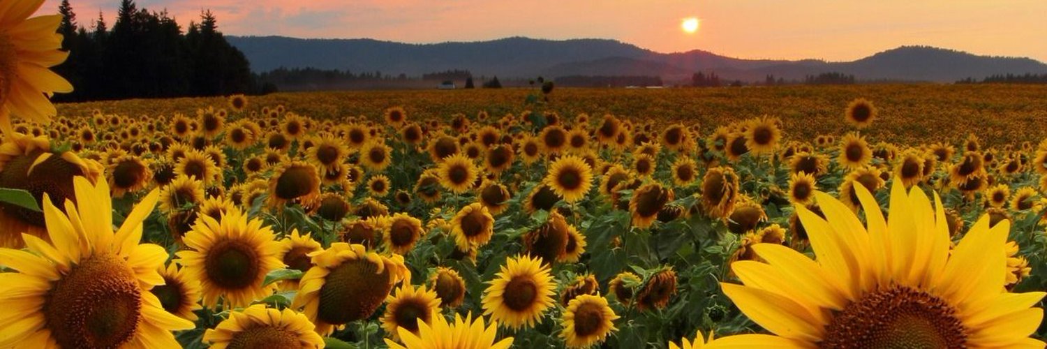 odd_Rea's profile banner image