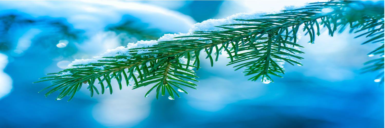 delivermeatree's profile banner image