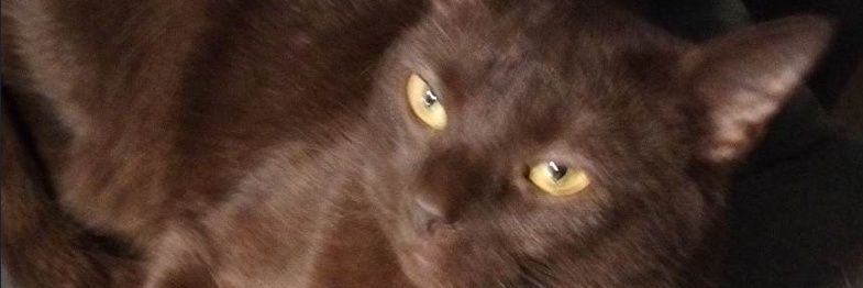 AnotherBcat's profile banner image