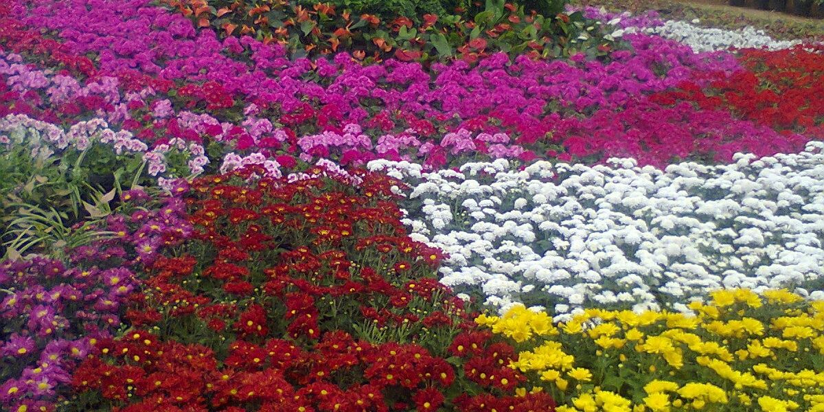 shobhanjss's profile banner image
