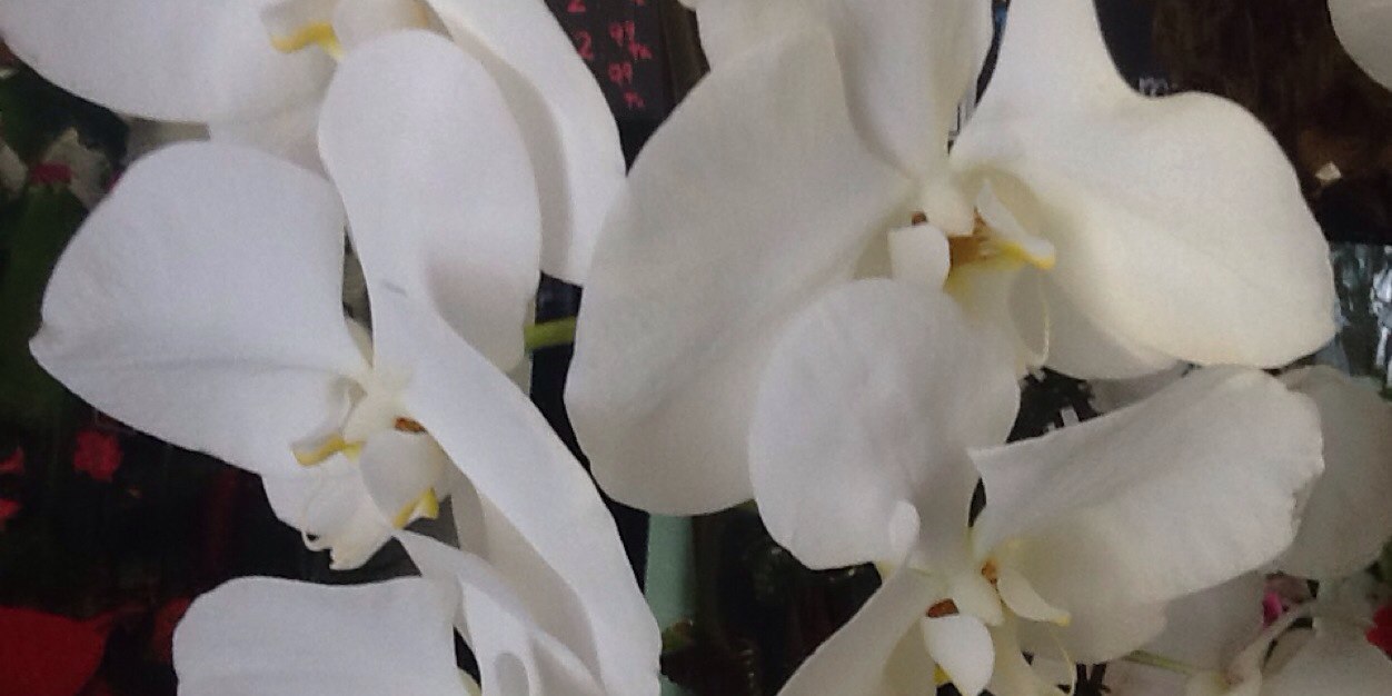 4flowerFirst's profile banner image