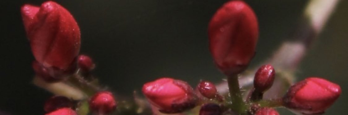 enmflath's profile banner image