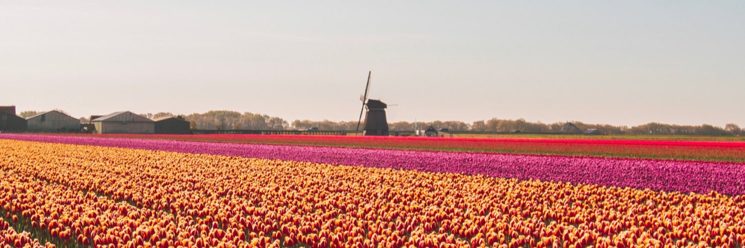 Vicky Scheick banner