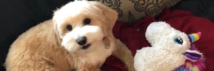 Michelle Domecki banner