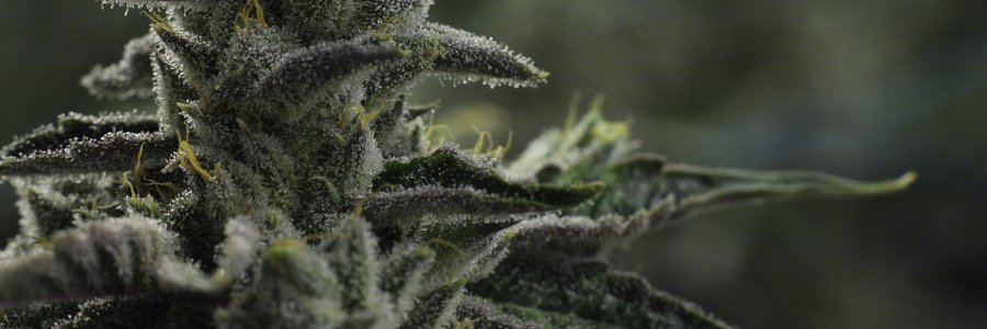 ProhibitionHerb's profile banner image