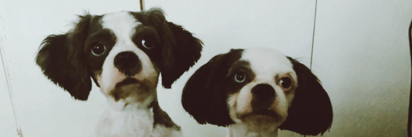 Sarawr🌸 banner
