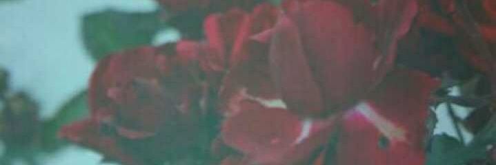 19Fatimh's profile banner image