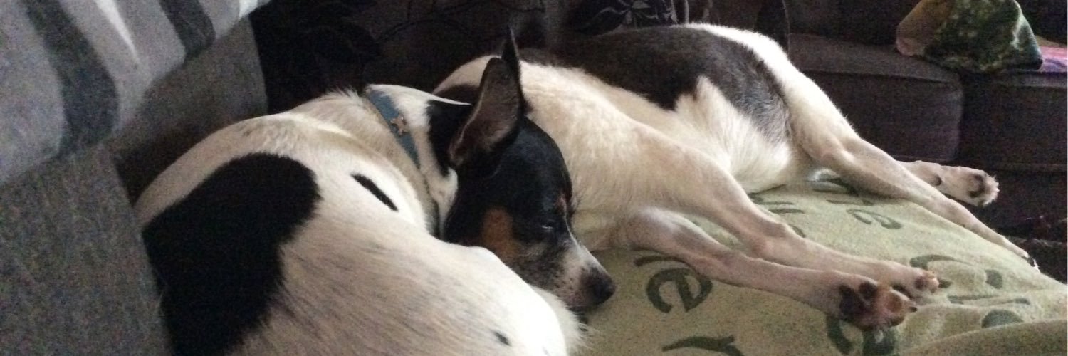 LillyPilly61's profile banner image