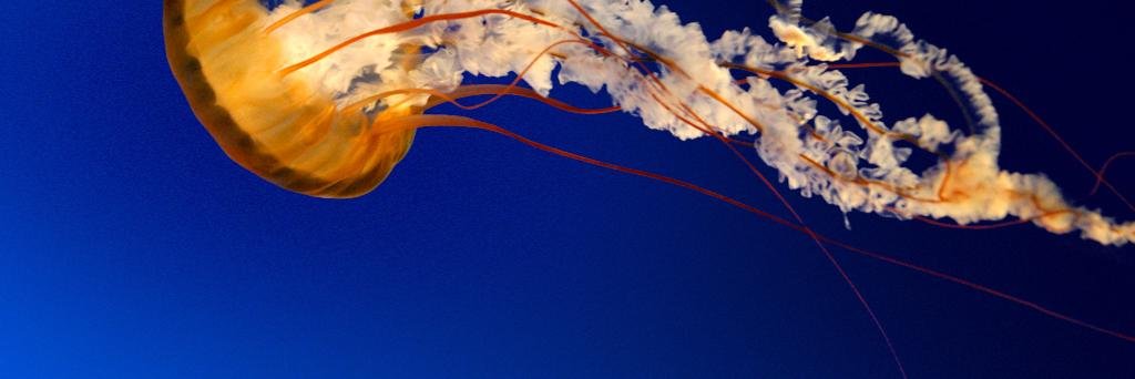 TraderMadeAlert's profile banner image