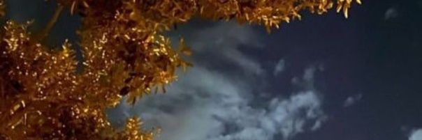 anyendia's profile banner image