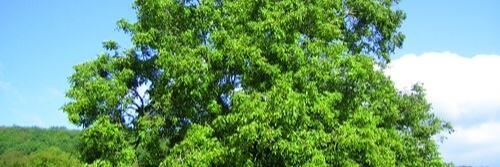 walnut_green's profile banner image