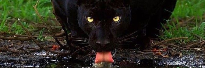 UndisputedA_Z's profile banner image