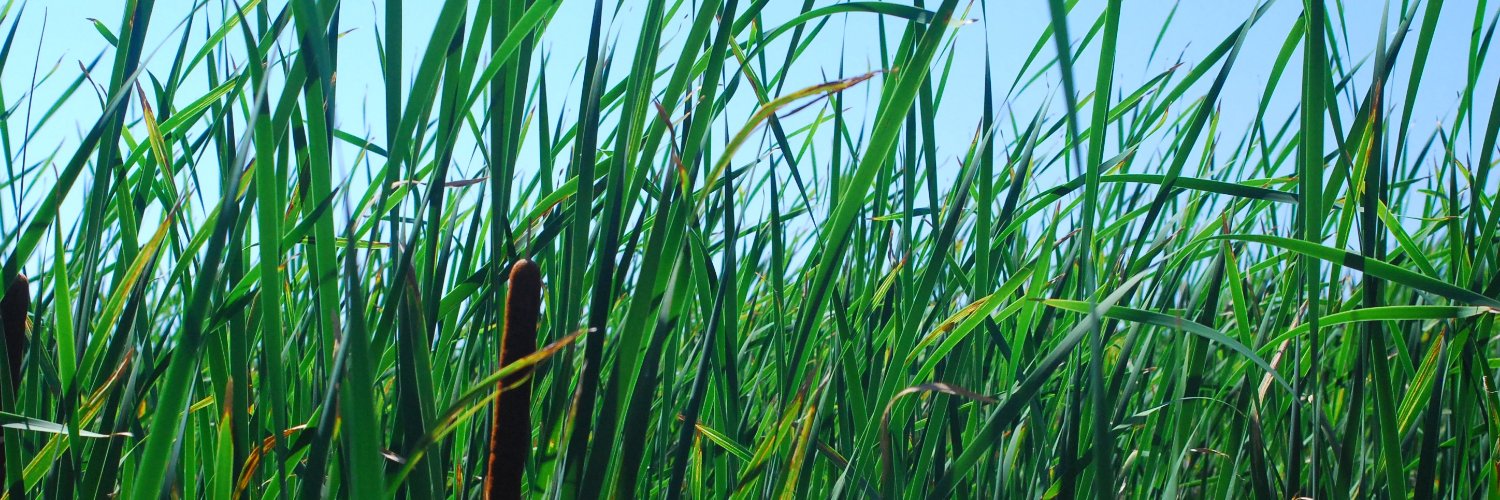 Second Marsh banner