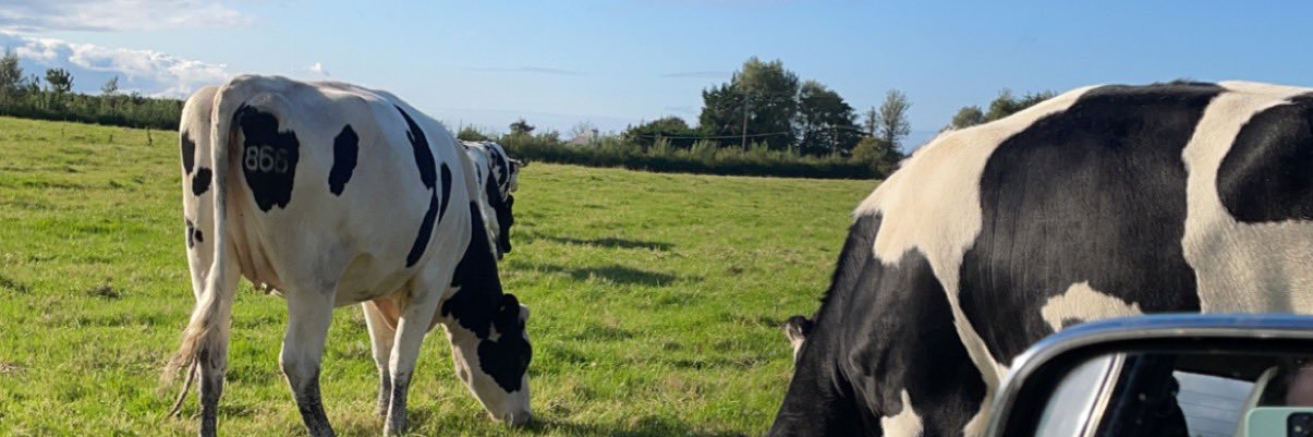 OrlaDelargy's profile banner image