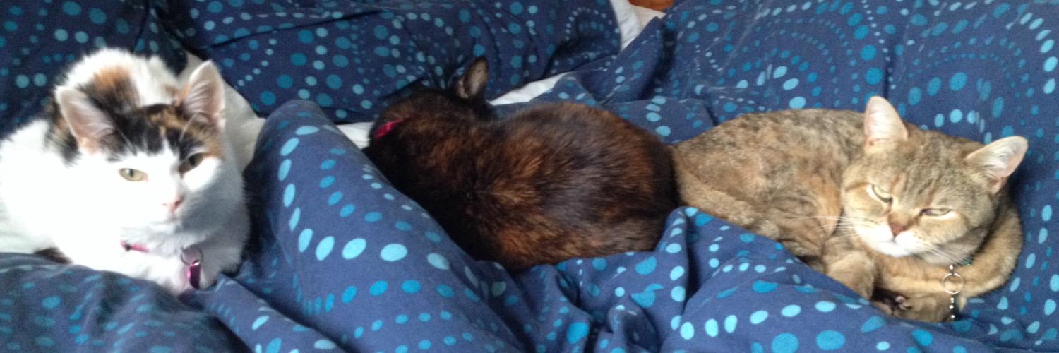 The Cat Lady banner