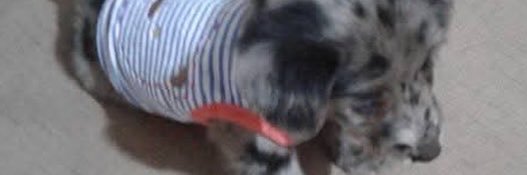 luca_lavender's profile banner image
