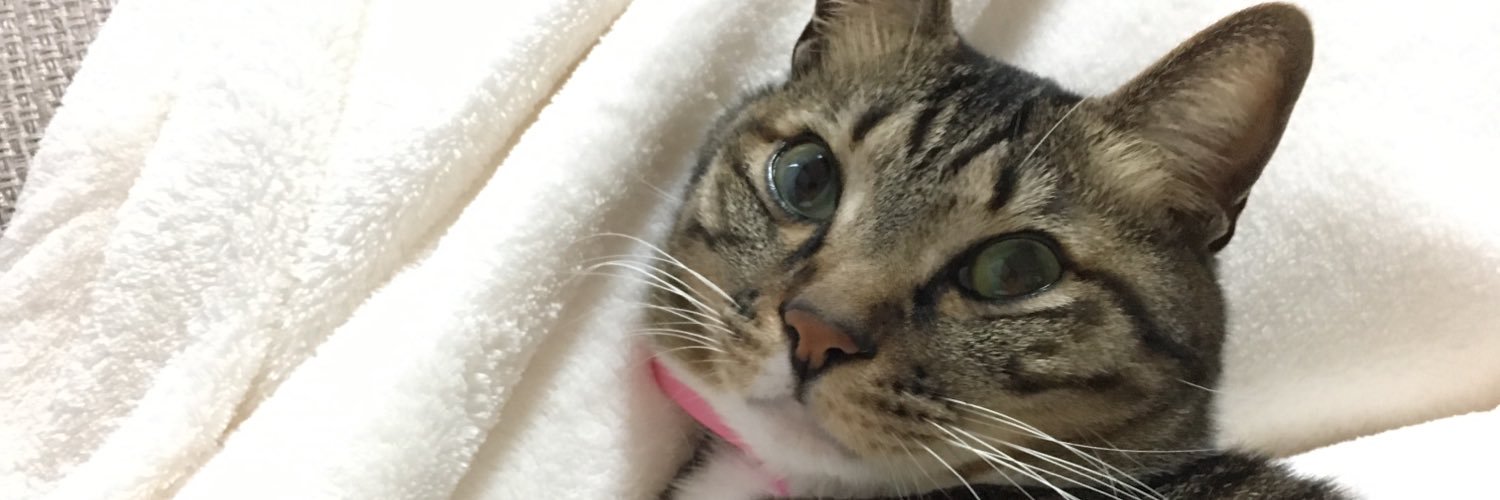 dululu_P's profile banner image
