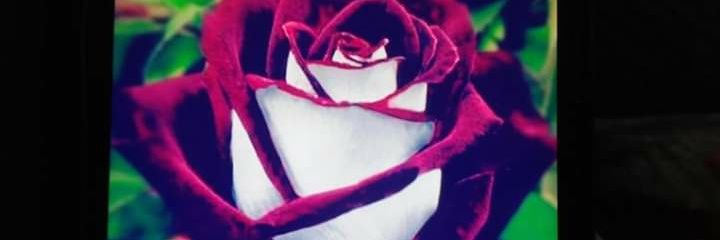 HamiltonTrishak's profile banner image