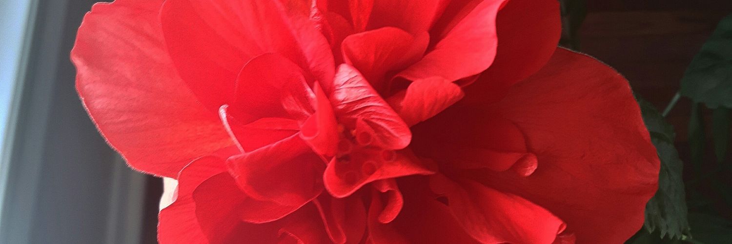 vivaciousv77's profile banner image