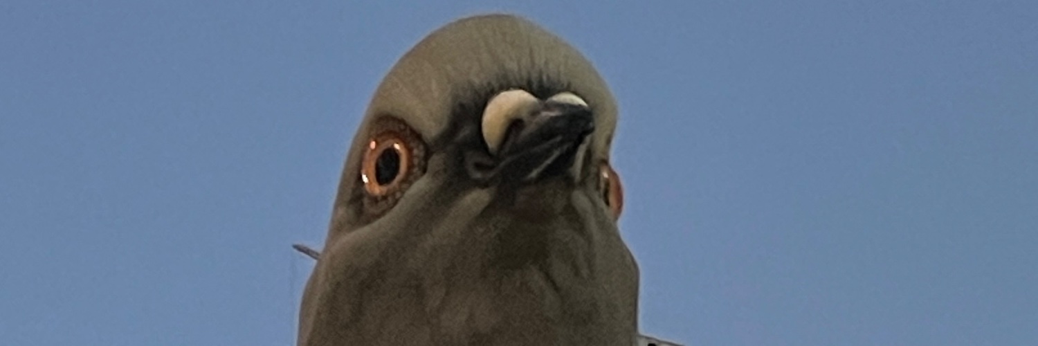 yzoqs's profile banner image