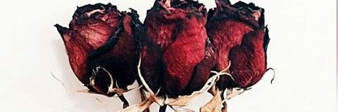 شهيره banner