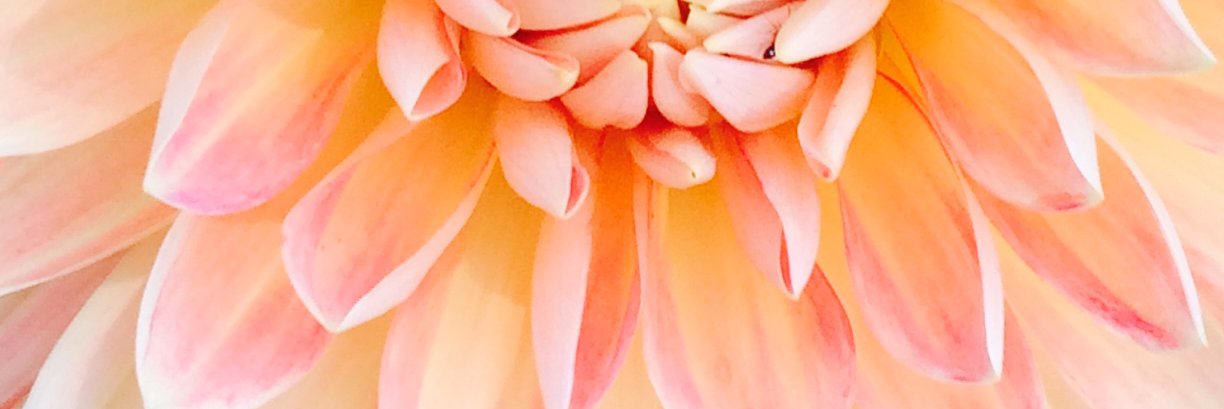 Dr. Kimberly Dechant banner