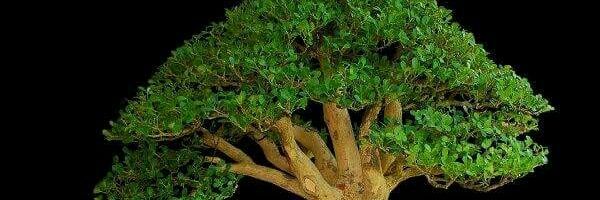 treeslife555's profile banner image