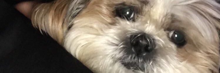 stefjwilson's profile banner image