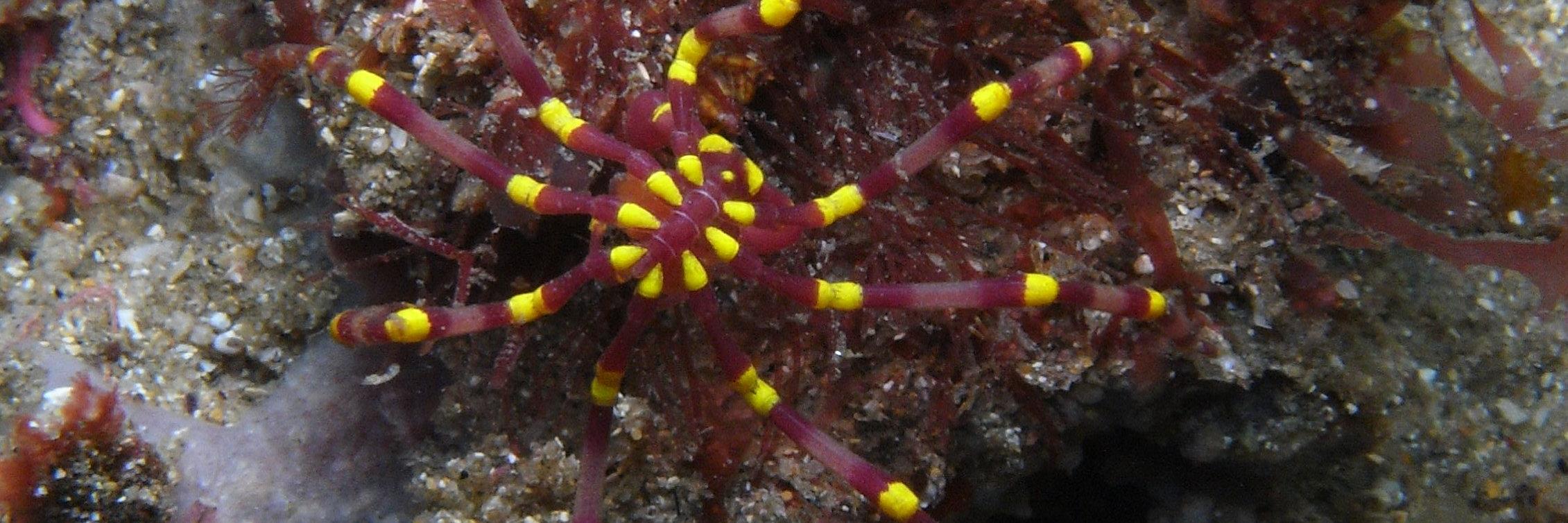 Sea_Spiders's profile banner image