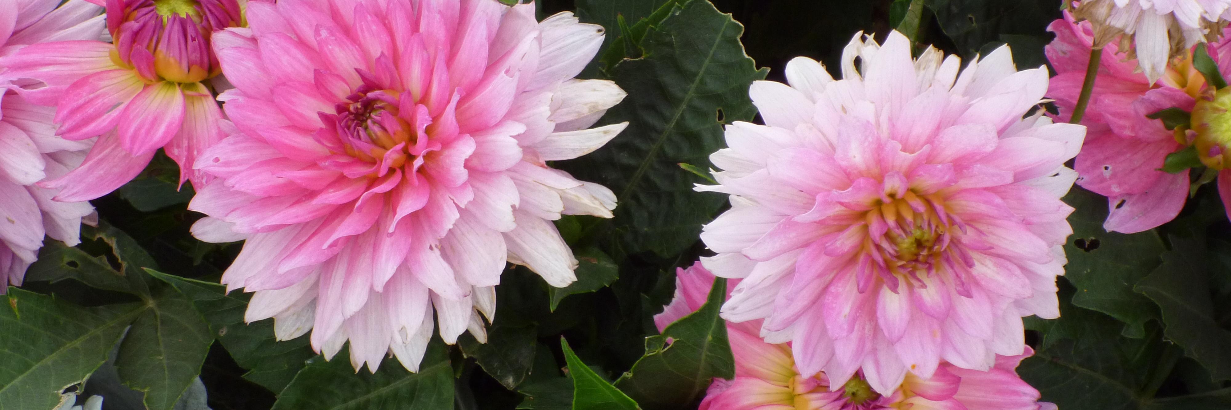 Becky94_'s profile banner image