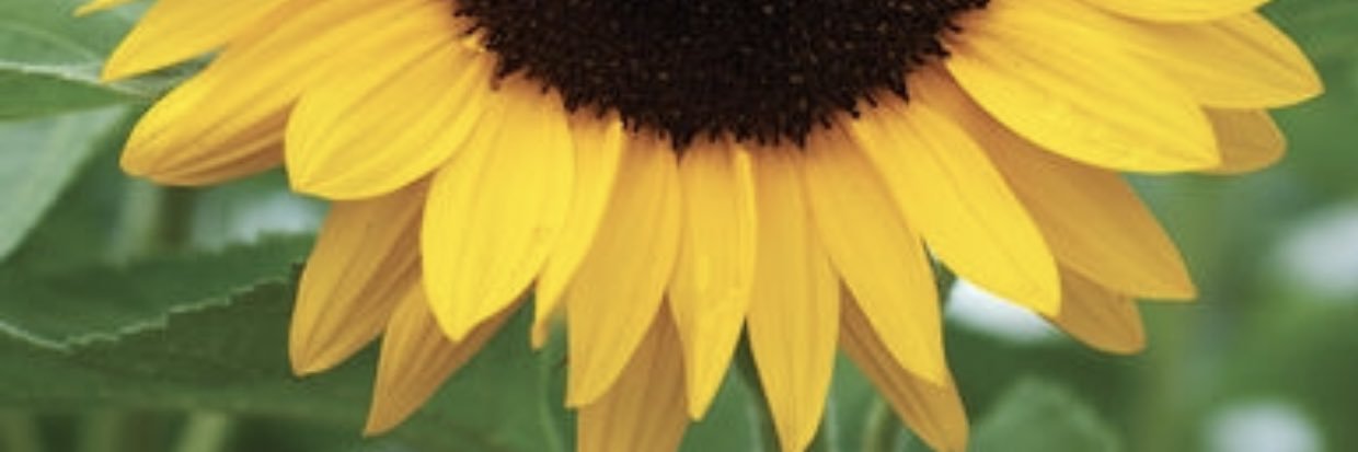 sunshine88801's profile banner image