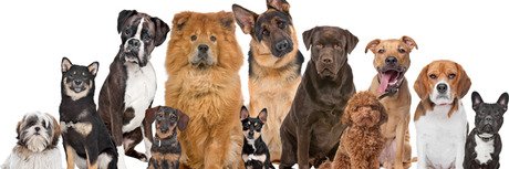 fencefordogs's profile banner image