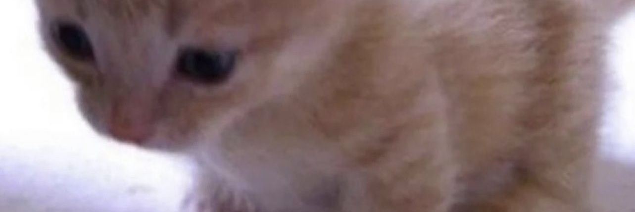 Damu_LOL's profile banner image