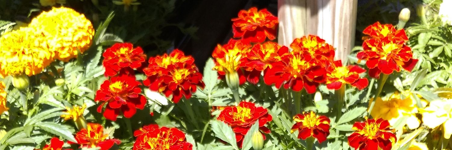 cari_molin's profile banner image